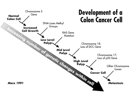 Cancer colorectal non-polipozic ereditar tip 1(HNPCC)-mutatii MSH2 Colon cancer genetic mutation