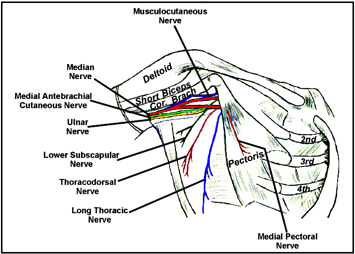 anatomy picture of the nerves in the chest musculotaneous, subscapluar, thoracic, pectoral, thoracodorsal, ulnar, antebrachial,  - using one side and including shoulder